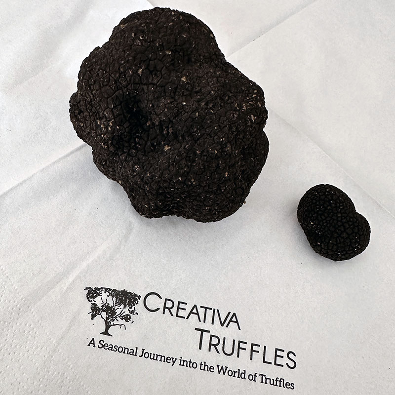 tartufo italiano autunnale tuber uncinatum chatin tartufo italiano autunnale tuber uncinatum chatin
