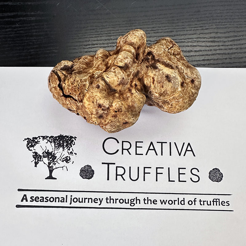 tartufo bianco italiano Tartufo bianco italiano Tuber Magnatum Pico